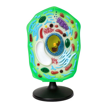 Middle And High School Biology Teaching Model Set Plant Cell Model, Animal Cell Model, Detachable Eye Anatomy Model, Heart Model, Peach Blossom Model, Ear Model, Brain Model